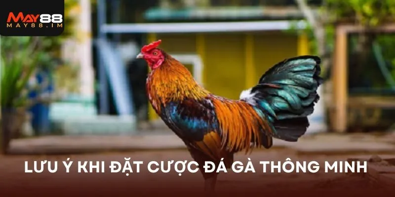 Lưu ý khi đặt cược đá gà thông minh nhất